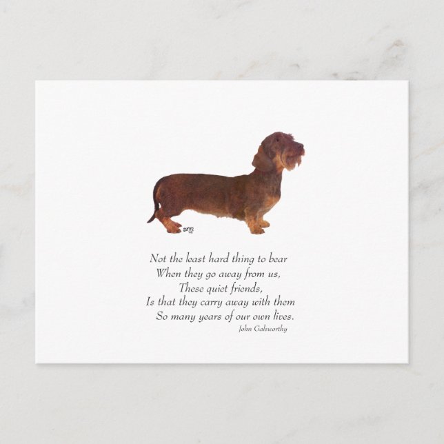 Dachshund Rainbow Bridge Postcard (Front)