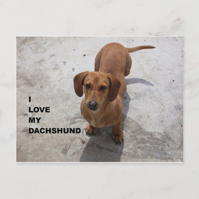 dachshund red full love w pic postcard (Front)