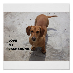 dachshund red full love w pic poster