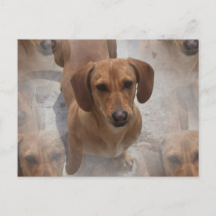 Dachshund Rescue Postcard