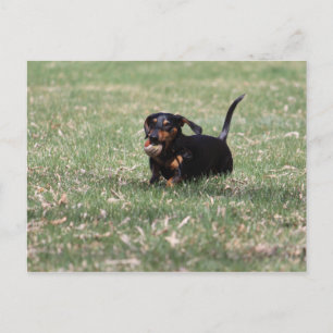 Dachshund Running Postcard