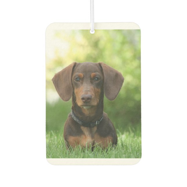 Dachshund Sitting in Grass Car Air Freshener (Front)