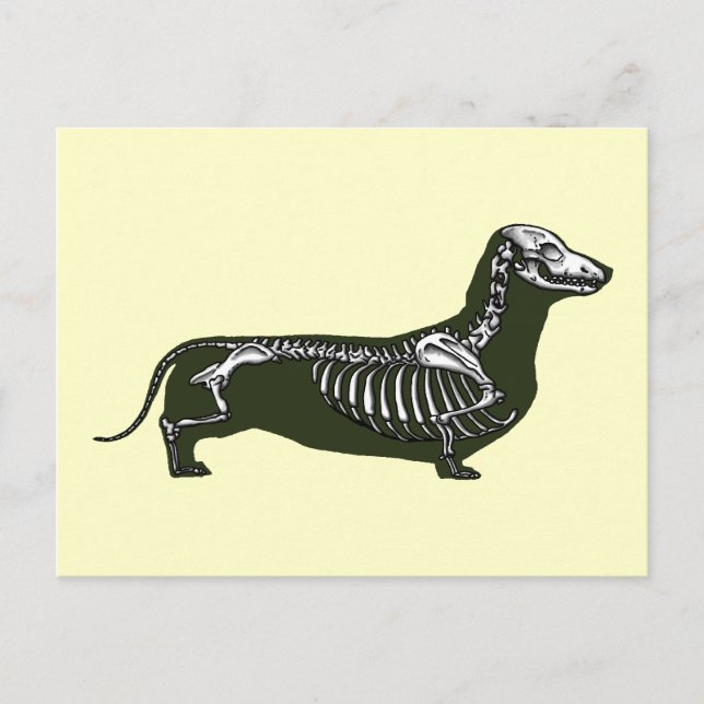dachshund skeleton postcard (Front)
