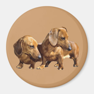 Dachshund Smoothies Magnet