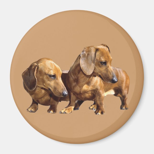 Dachshund Smoothies Magnet (Front)