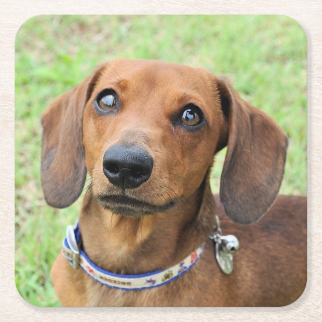 Dachshund Square Paper Coaster (Front)