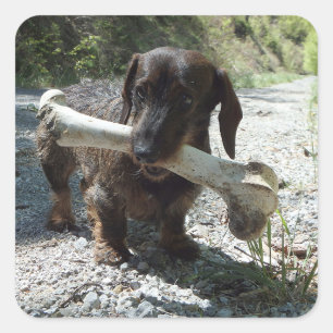 Dachshund Square Sticker