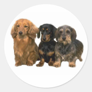 Dachshund Trio Sticker
