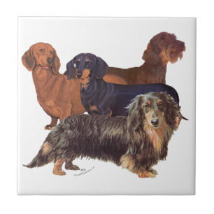Dachshund Varieties Ceramic Tile