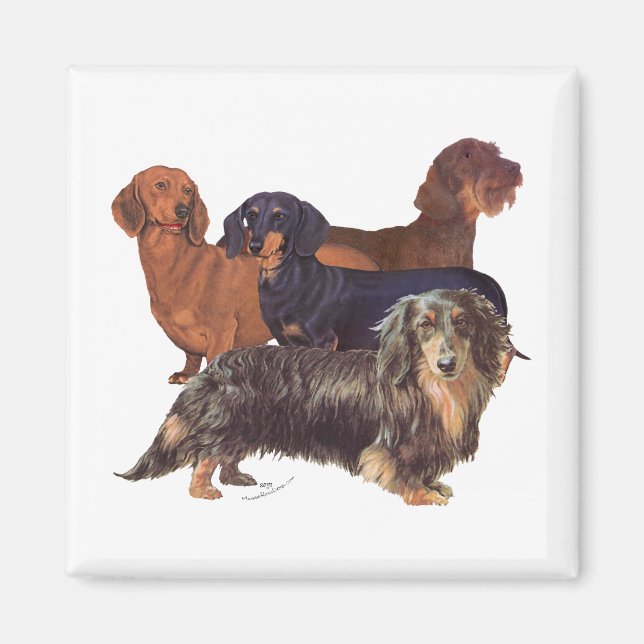 Dachshund Varieties Magnet (Front)