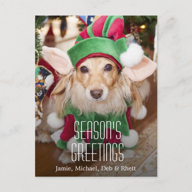 Dachshund wearing santa elf costume holiday postcard (Front)