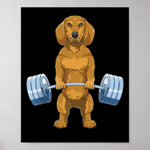 Dachshund Weightlifting Deadlift Fitness Gym Poster