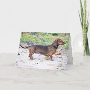 dachshund wild boar full card