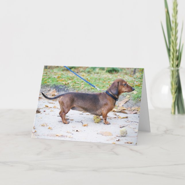 dachshund wild boar full card (Front)