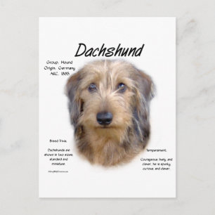 Dachshund (wirehair) History Design Postcard