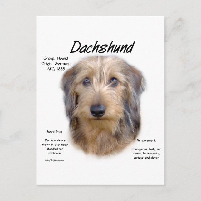 Dachshund (wirehair) History Design Postcard (Front)