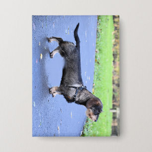 dachshund wirehaired full