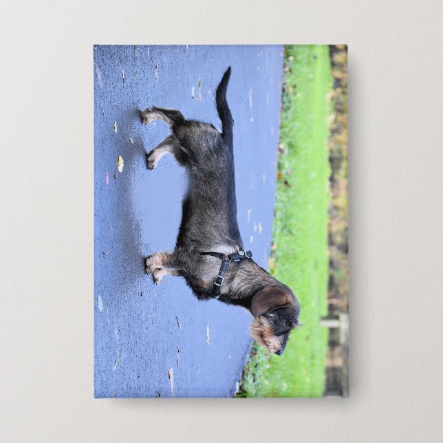 dachshund wirehaired full (Front)