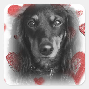 Dachshund with Red Hearts Square Sticker