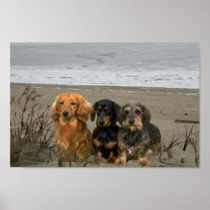 Dachshunds Closeup Beach Poster