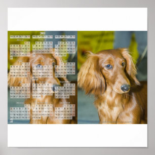 Dackel Calendar 2011 Poster