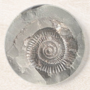 Dactylioceras ammonite in rock coaster