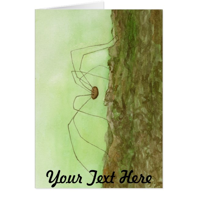 Daddy Long Legs (Front)