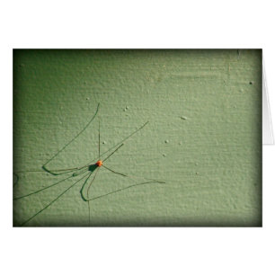 Daddy Long Legs