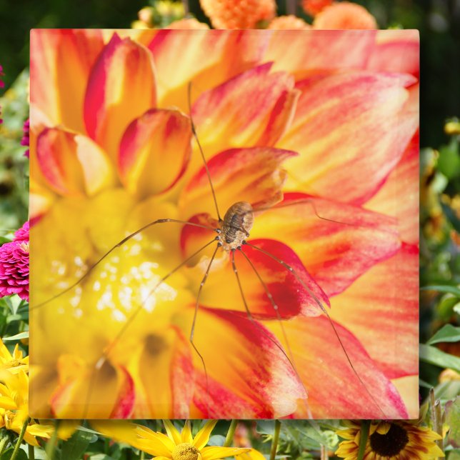 Daddy Long Legs On Yellow Red Dahlia Magnet (Creator Uploaded)