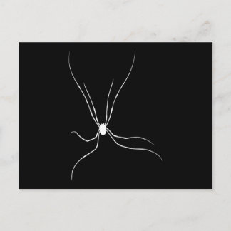 Daddy Longlegs Spider Postcard