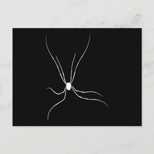 Daddy Longlegs Spider Postcard (Front)