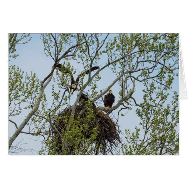 Daddys Home Greeting Card (Front Horizontal)