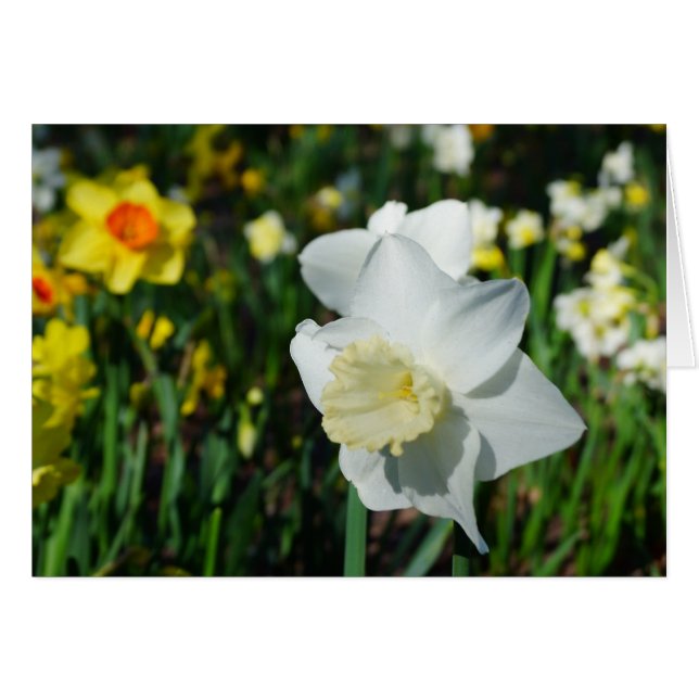 Daffo-dilly Note of Spring! (Front Horizontal)