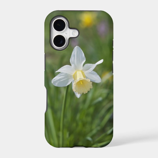 Daffodil (Back)