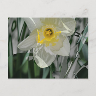 Daffodil 2015 postcard