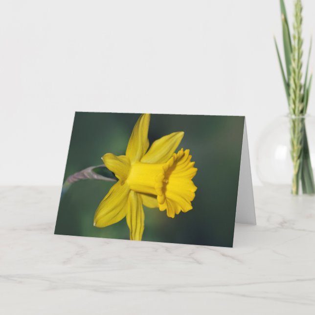Daffodil and its meaning holiday card (Front)