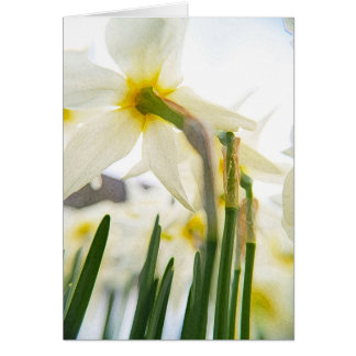 daffodil audience