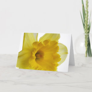 Daffodil blank greetings card