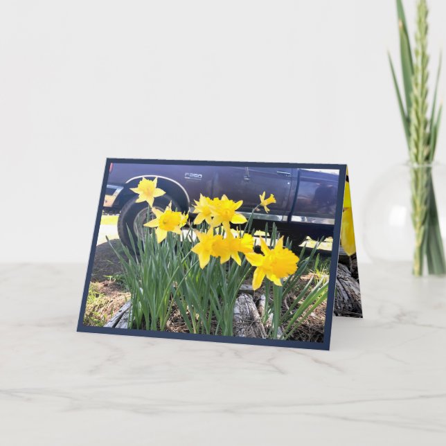 Daffodil by my old truck greeting card, gratitude card (Front)
