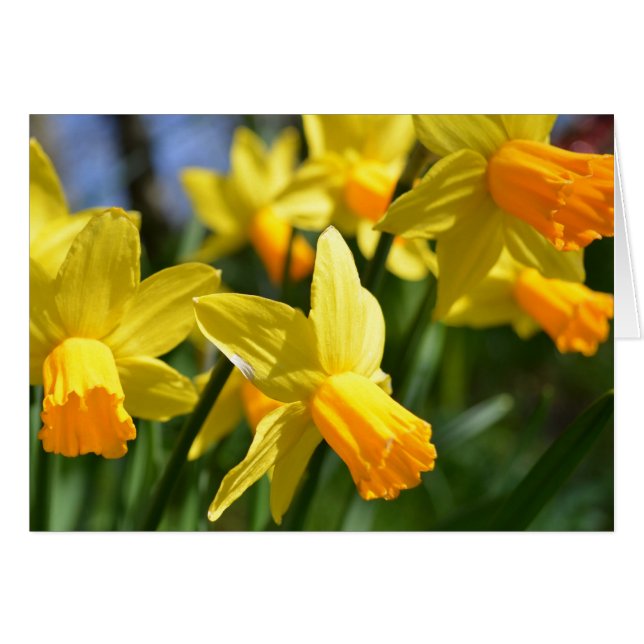 Daffodil Card (Front Horizontal)