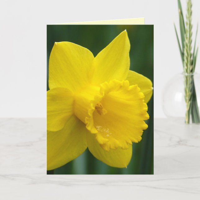 Daffodil Cards Personalised Daffodil Flower Cards (Front)