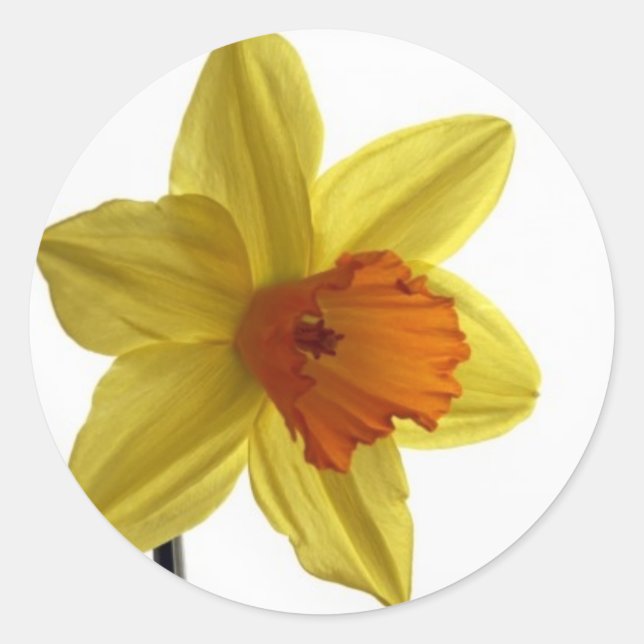 daffodil classic round sticker (Front)