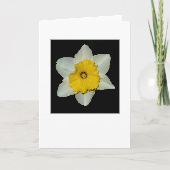 Daffodil Close-up Blank Greeting Card (Front)
