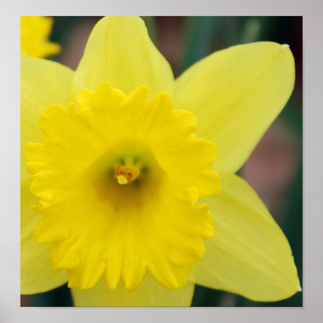 Daffodil close-up poster (Front)