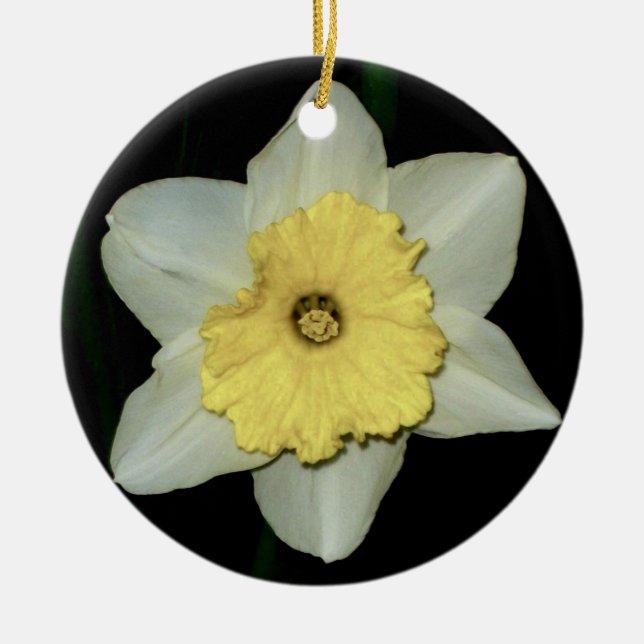 Daffodil Close-up  Round Ornament (Front)