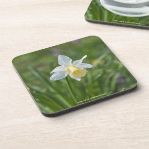 Daffodil Coaster
