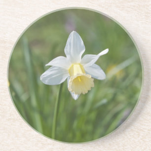 Daffodil Coaster