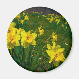Daffodil Delight Magnet