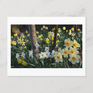 Daffodil Dell: Cheshire, England Postcard