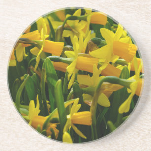 Daffodil Family Coaster